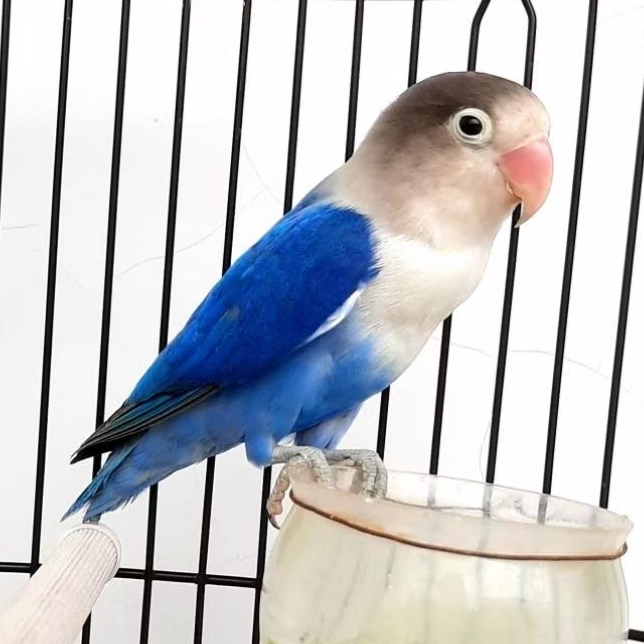 Burung Hias Lovebird Lakbet Biola Violet Pastel Ijo Josan Satuan Sepasang Cibinong Bogor