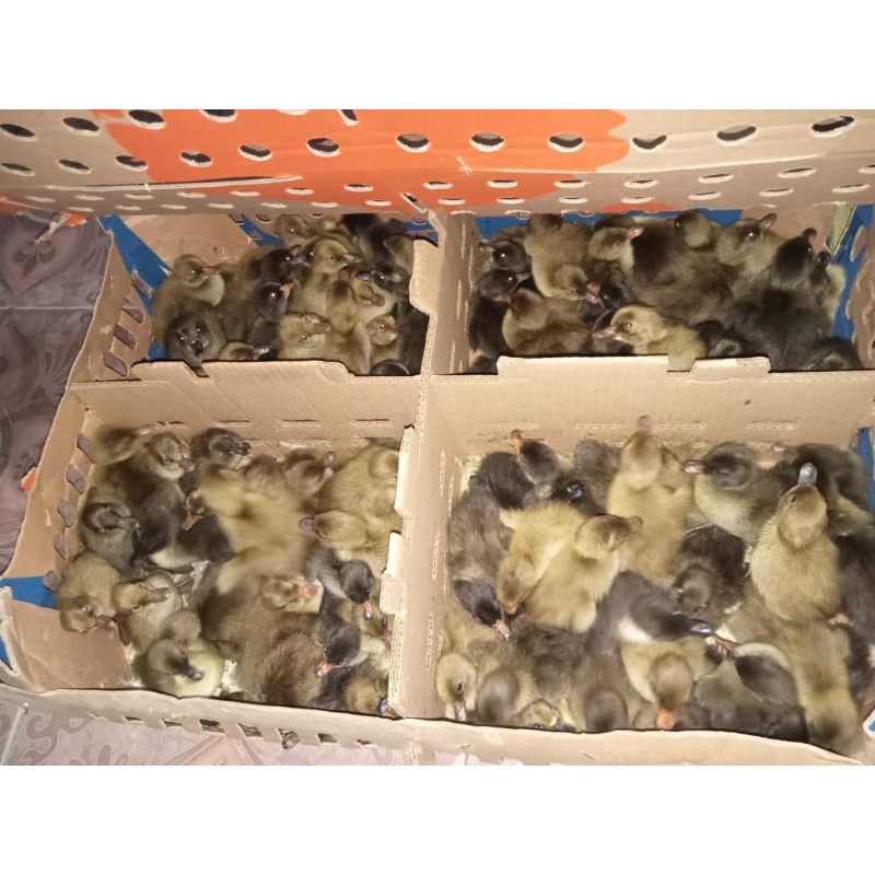 Dod/Bibit Bebek Lokal Jantan