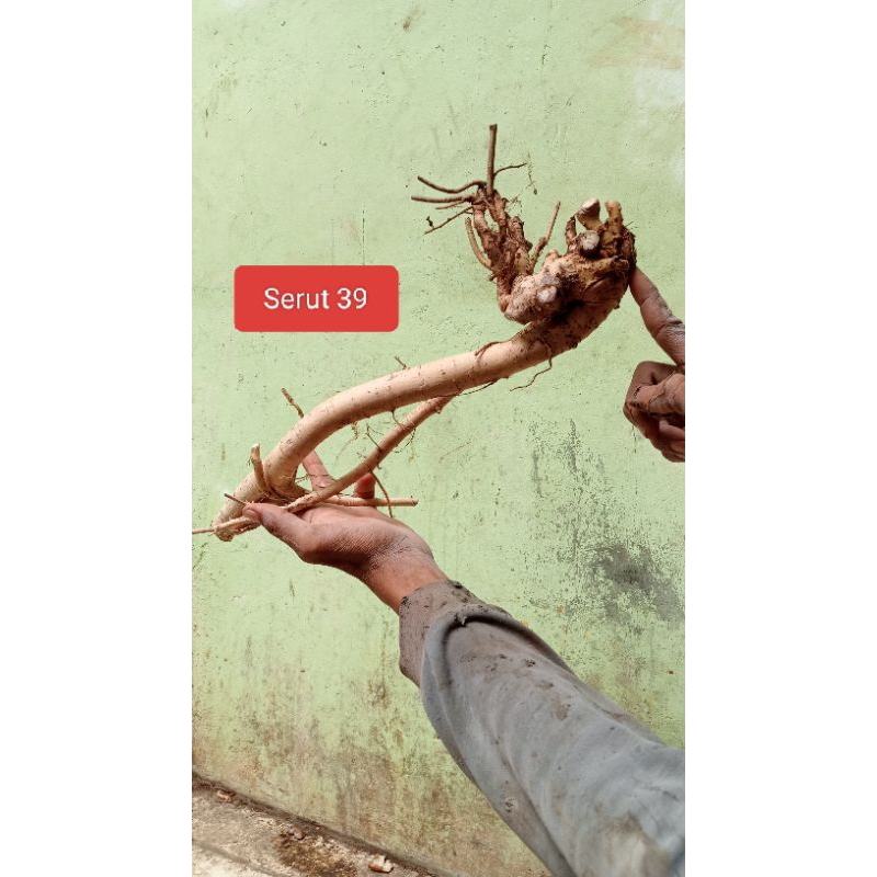 Bahan Bonsai Serut Dongkelan Unik Realpict 08