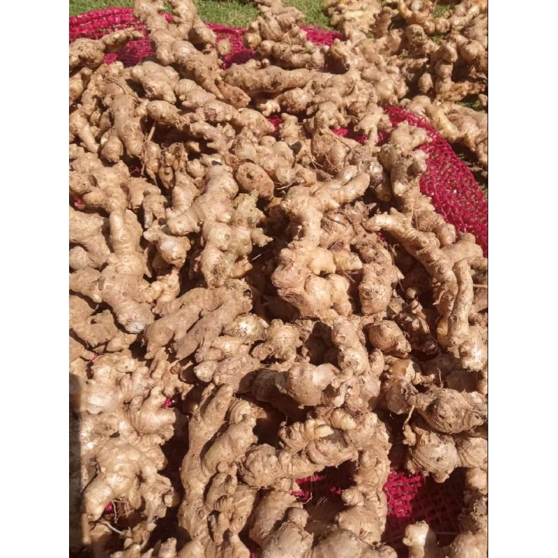 

Jahe Super Fresh 500 gr