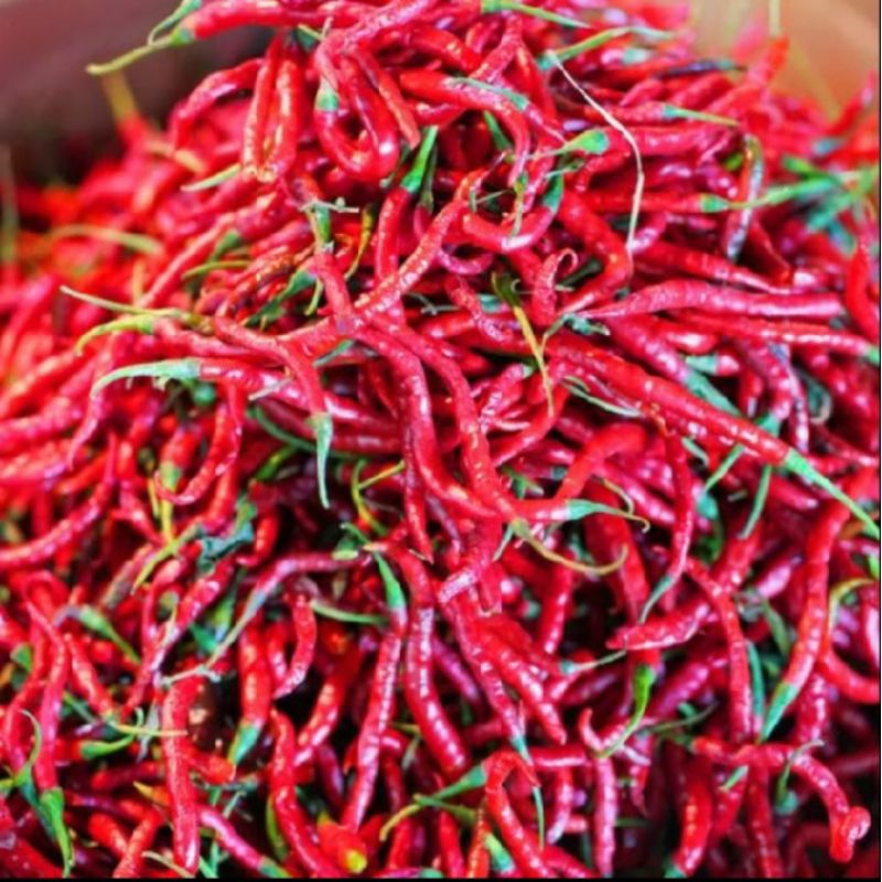 

Cabe merah keriting termurahhh terlariss