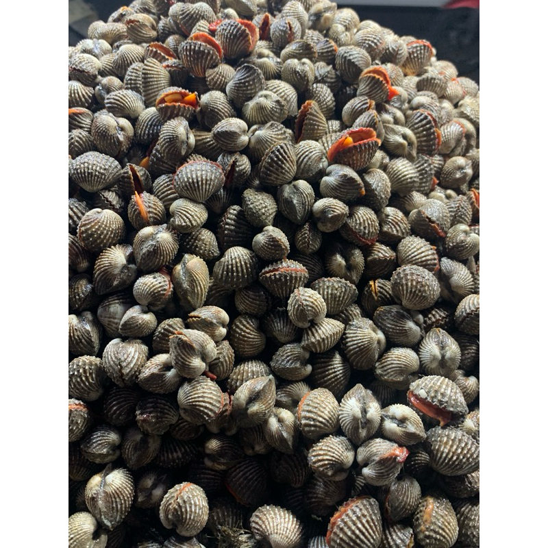 

(Dikirim jam 19:30-06:00) Kerang Dara