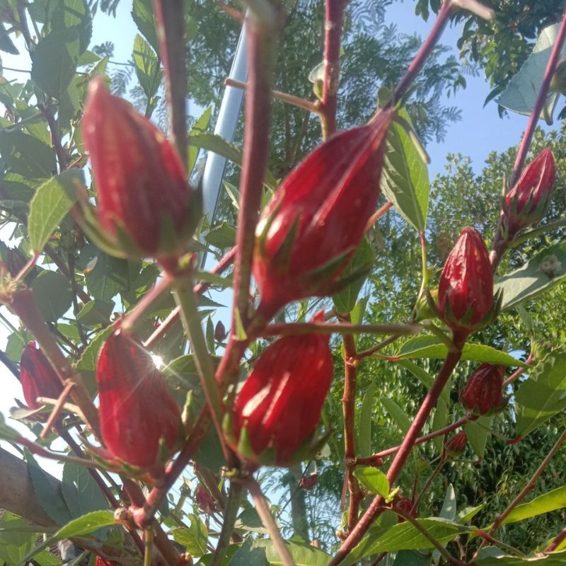 

ROSELLA KERING 100 gram