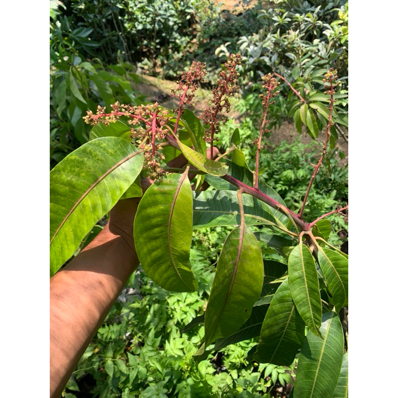 LIVE - Bibit Mangga Miyazaki Impor Kondisi Berbunga