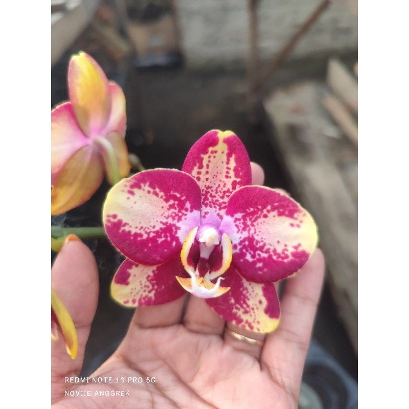 AnggrekAngbul pahe