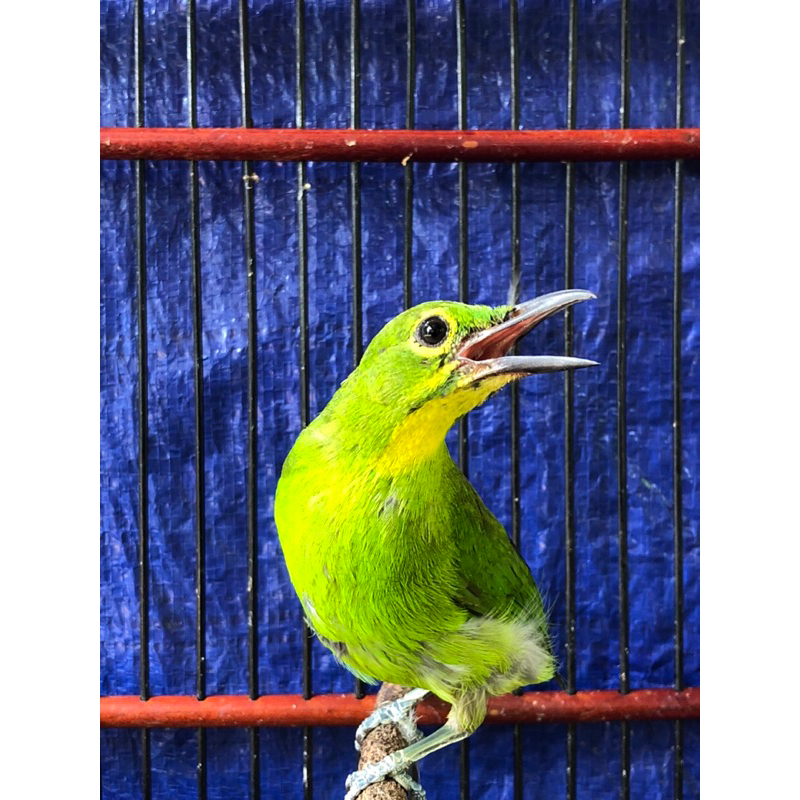 CUCAK IJO BAHAN RAWATAN TROTOL JANTAN