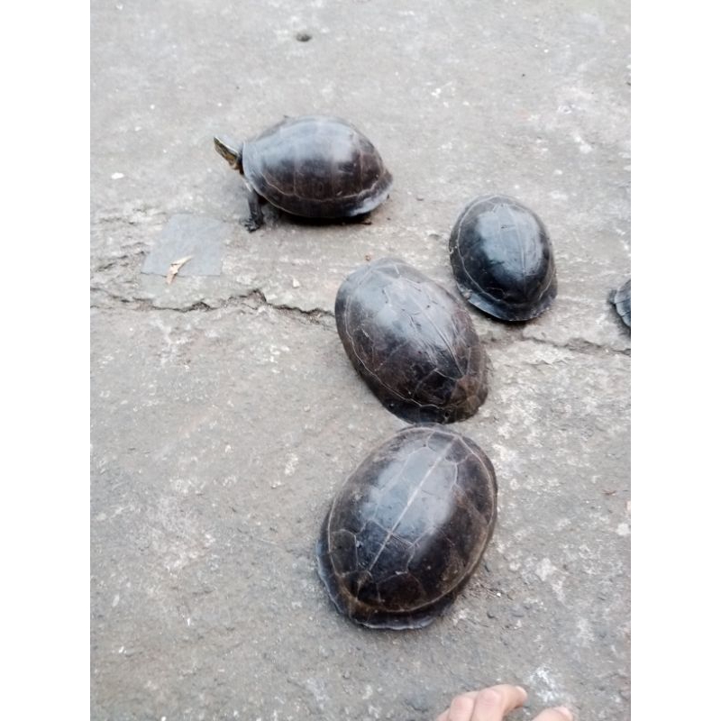 Ambon batok indukan FREE PELET HIASAN RUMAH