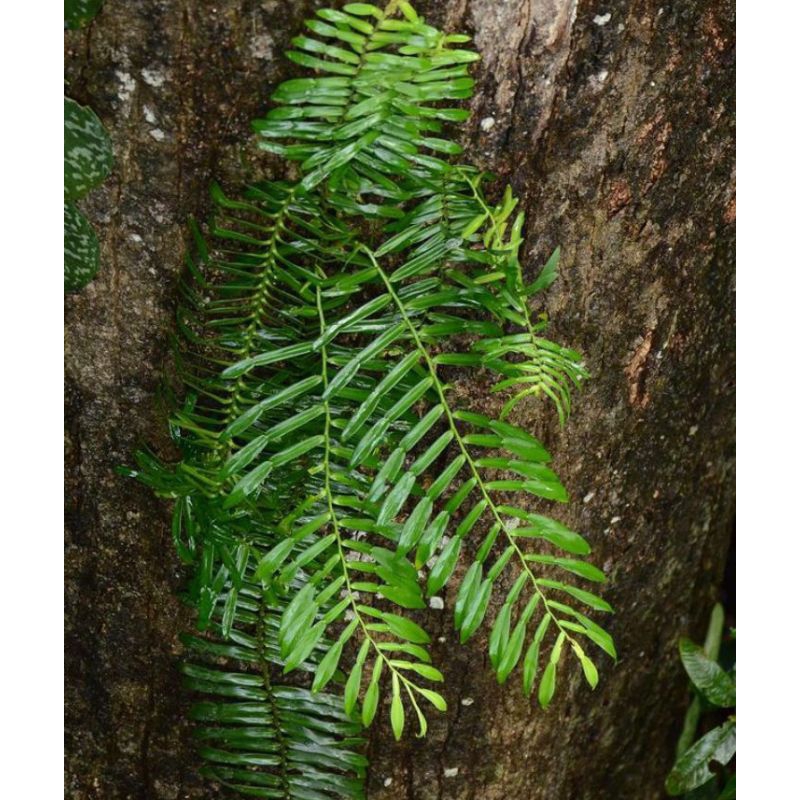 raphidopora kelabang