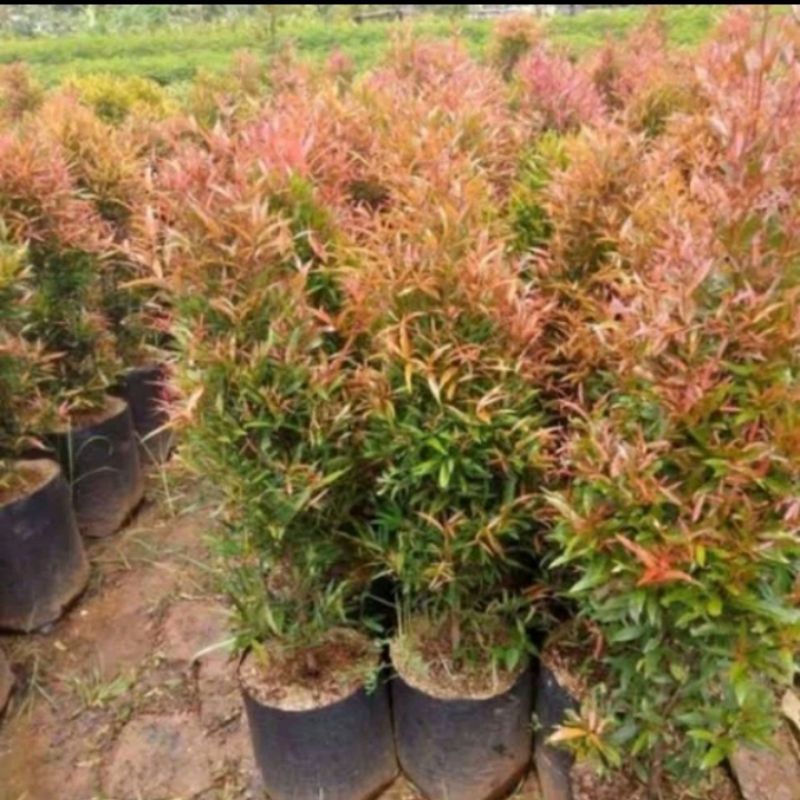 Pucuk merah tinggi 1 meter