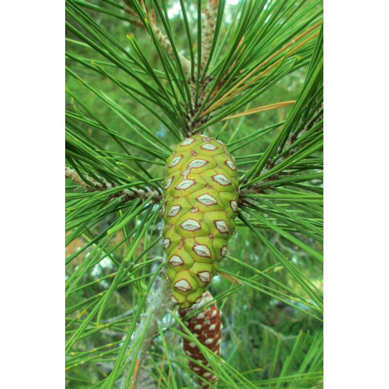 

Buah pinus segar petik langsung 1kg