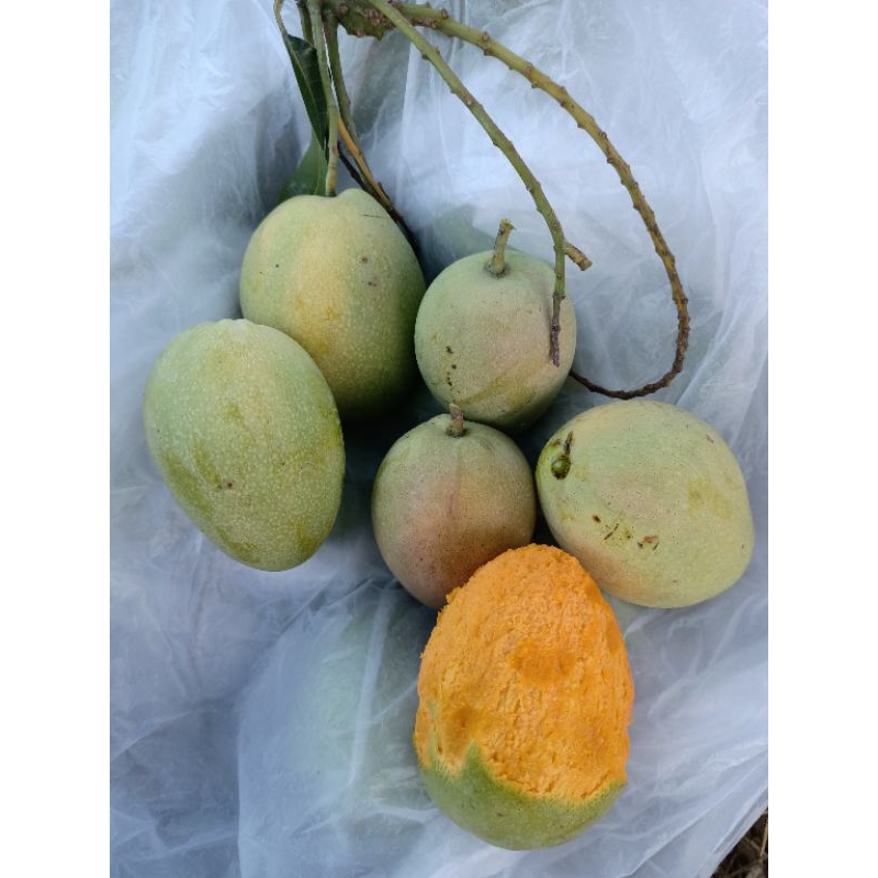 

Promo Diskon Harga Potongan Harga Mangga Masak Pohon Manis Segar Baru Petik Fresh Langsung Kirim