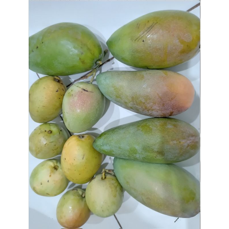 

Mangga Enak Segar Dikirim Fresh Langsung