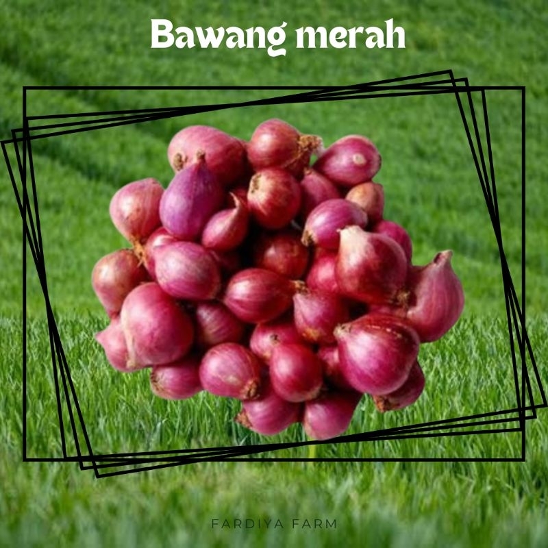 

bawang merah fresh segar rempah bumbu dapur makanan 250gr