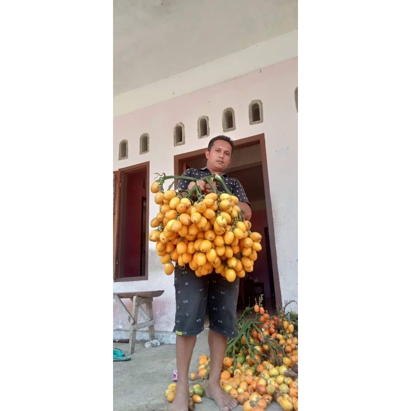 KECAMBAH PINANG BEGA