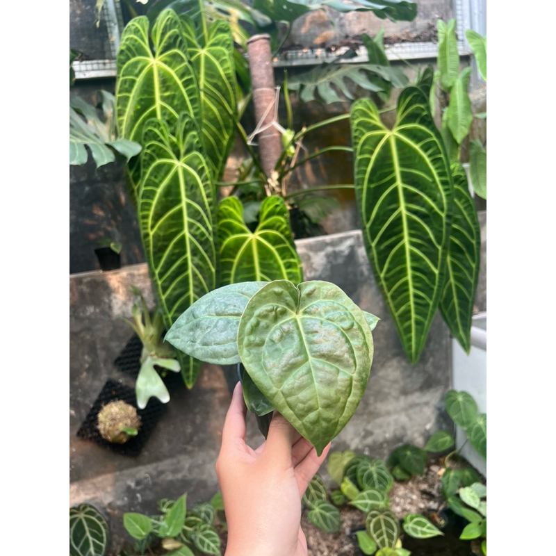 Anthurium Silver blush x Luxurian ecuador kekar berotot