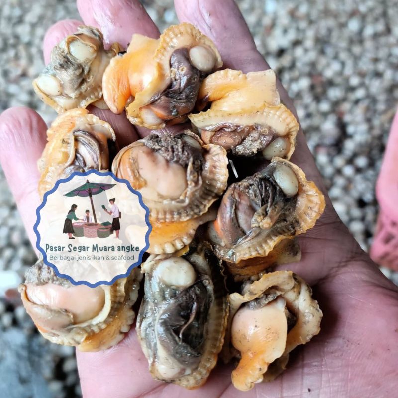 

Kerang Bulu Kupas Segar Seafood hasil laut segar 1 kg