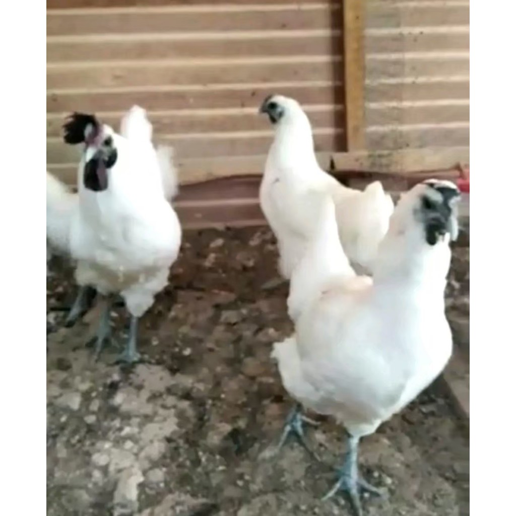 AYAM CEMANI PUTIH, FERTIL UNTUK DI TETASKAN {JUAL TELUR}