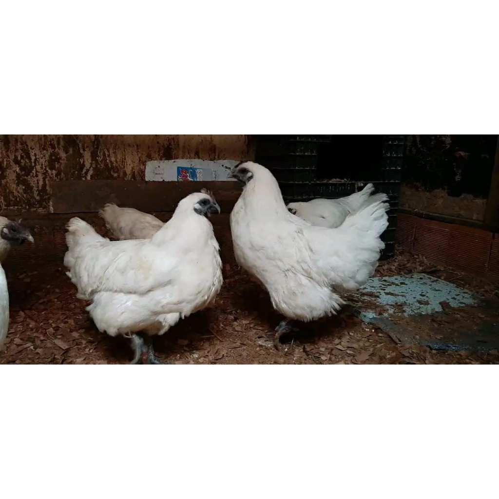 AYAM CEMANI PUTIH, FERTIL UNTUK DI TETASKAN {JUAL TELUR}