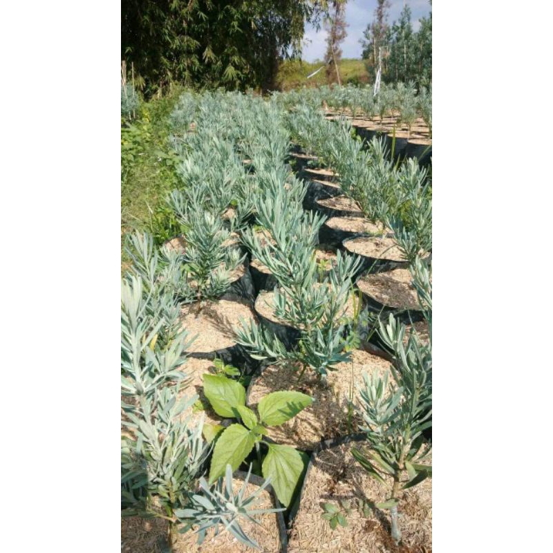 bibit lohansung blue ice