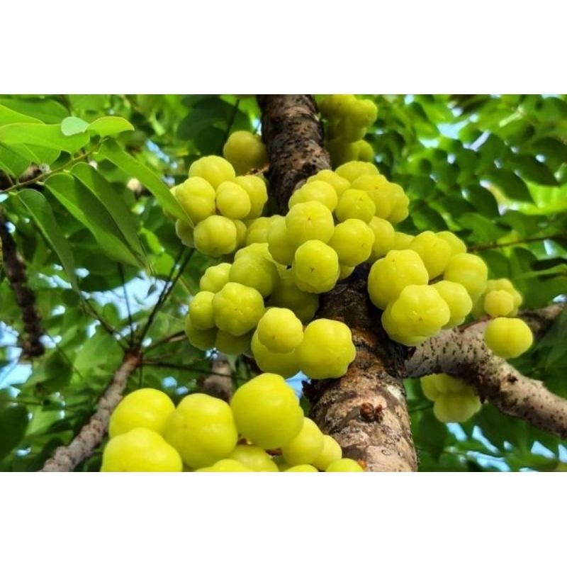 

1KG BUAH CEREMAI SEGAR 100%ORIGINAL