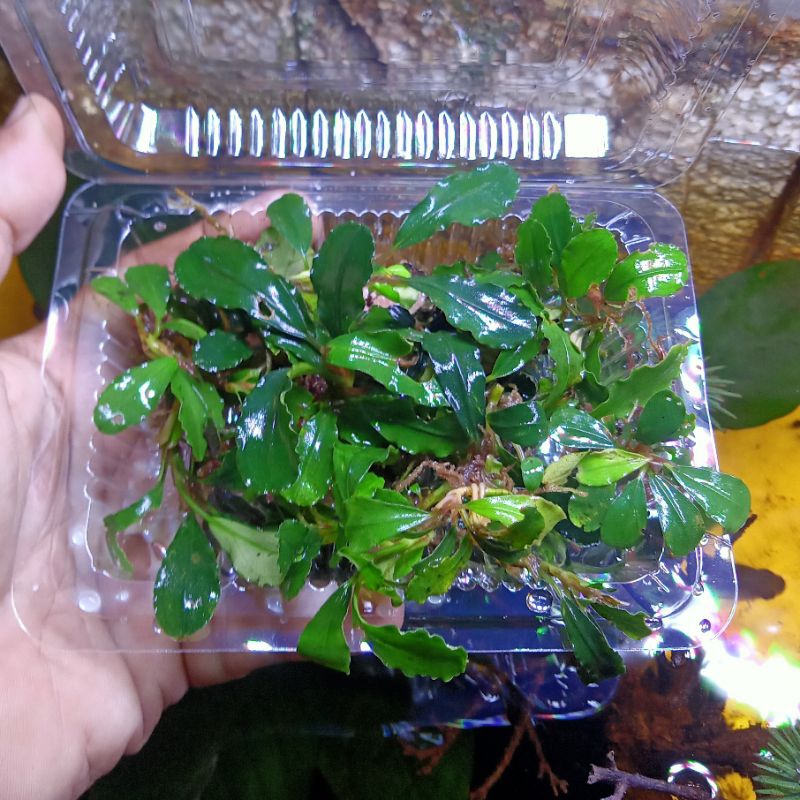 Bucephalandra Medium porsi mika