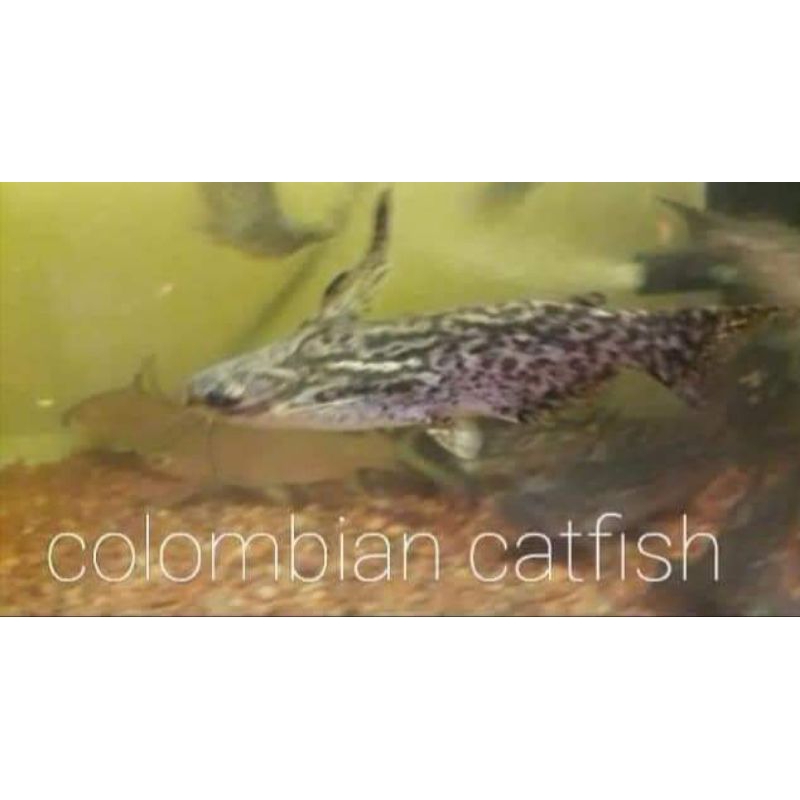 ikan Colombian catfish