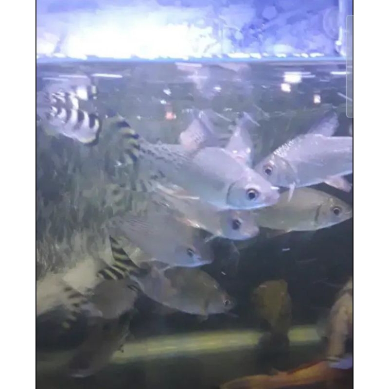 ikan yellow Fei Feng