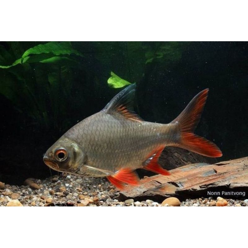 ikan kaviat Bangkok hijau