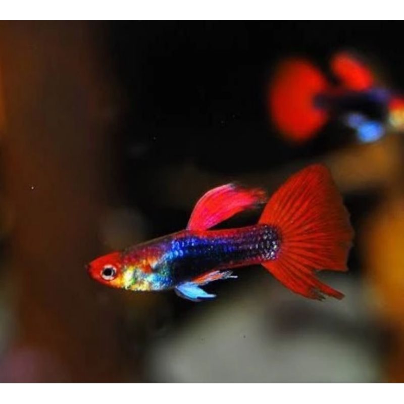 Guppy red tuxedo koi sepasang