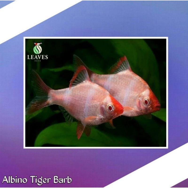 Sumatra tiger barb albino