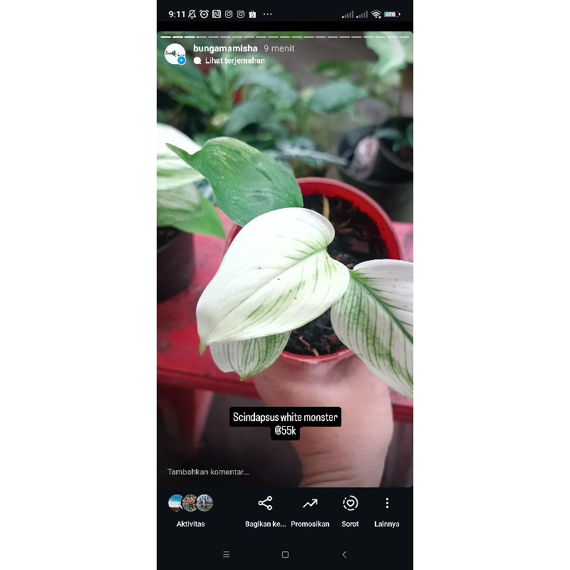 Scindapsus white monster