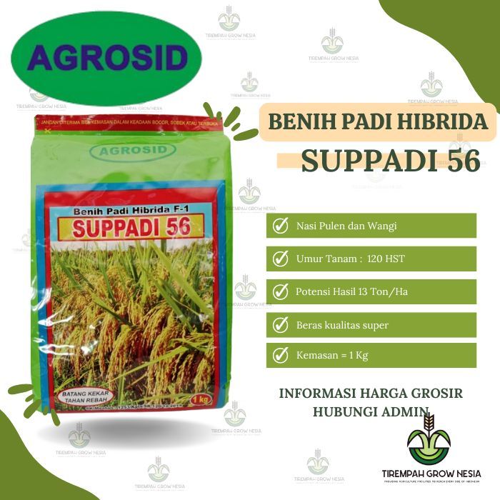 BENIH PADI SUPPADI 56 PADI HIBRIDA SUPPADI-56 SUPADI 56 PADI HIBRIDA SUPADI EXPIRED 2026