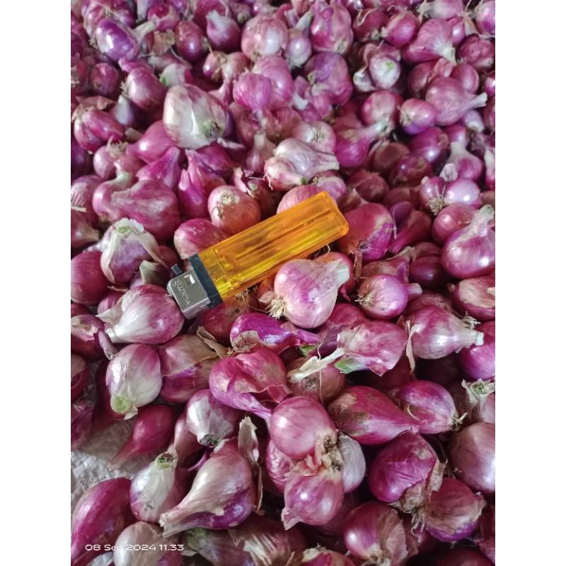 

brambang/bawang merah Thailand