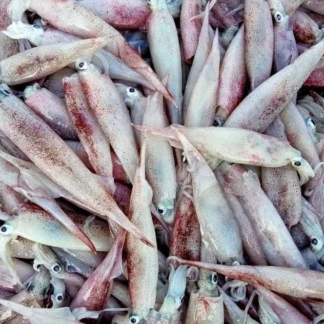 

RB Cumi Segar 500gr / Cumi Cumi Basah Segar