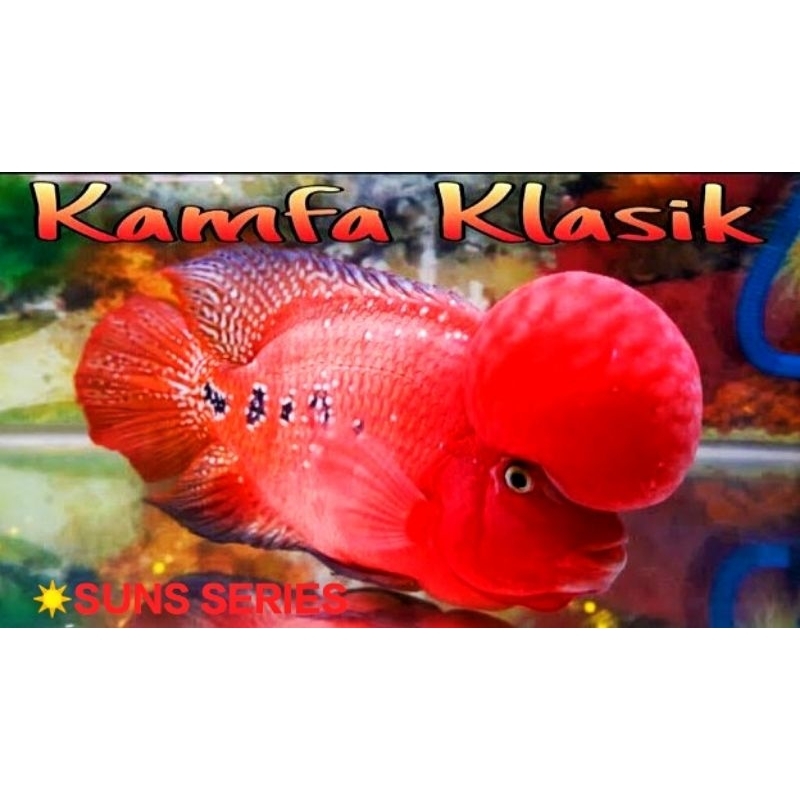 HIASAN TANK RED BOOD KAMFA KLASIK PROGRESAN