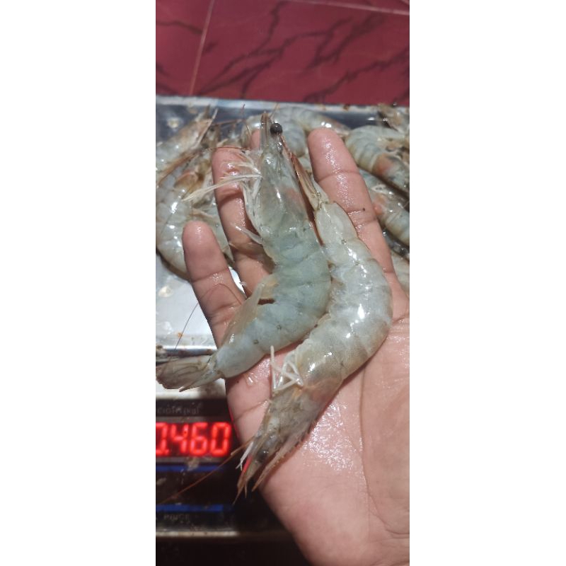 

udang Vaname big size 30