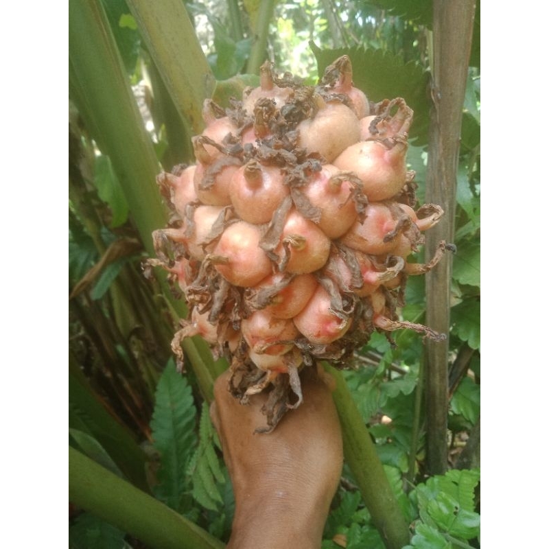 

BUAH HONJE SEGAR//SATU KG