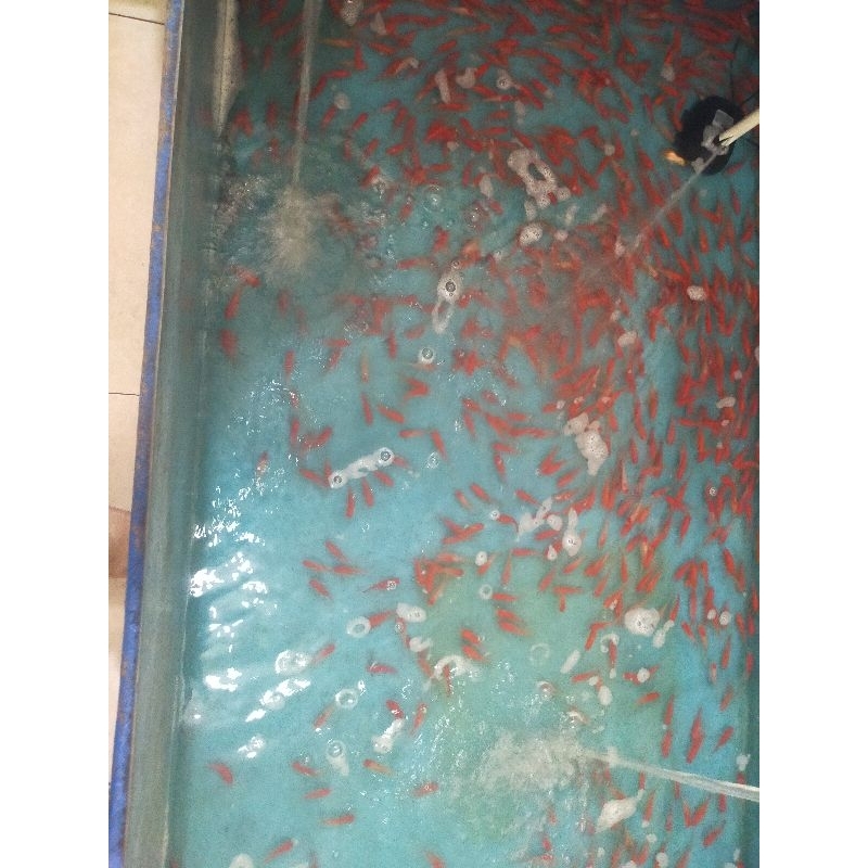 ikan hias aquarium komet slayer merah