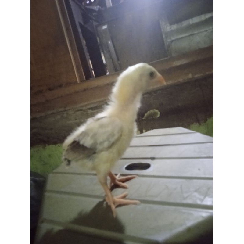 ayam shamo jepang x eropa anakan original umur 1 minggu++.