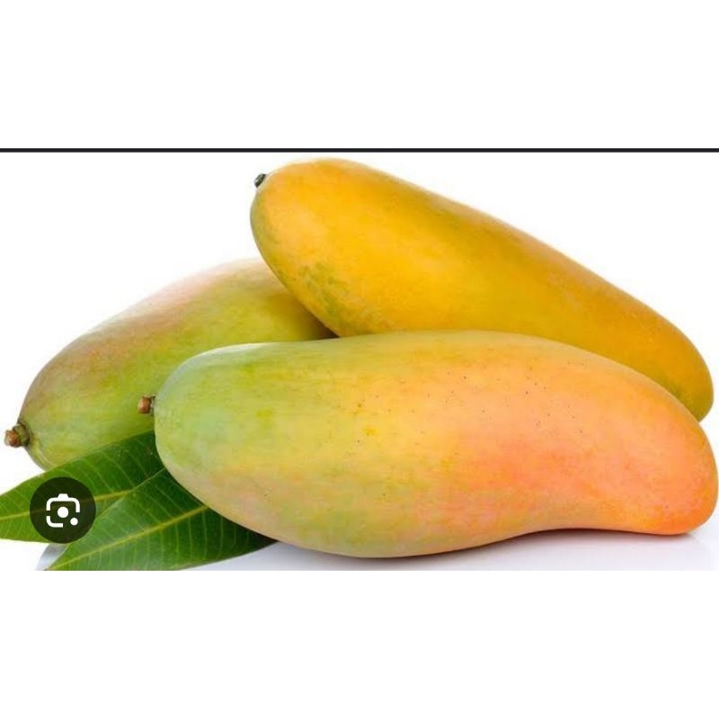 

Mangga kiojay/ mangga thailand asli manis jual per biji.