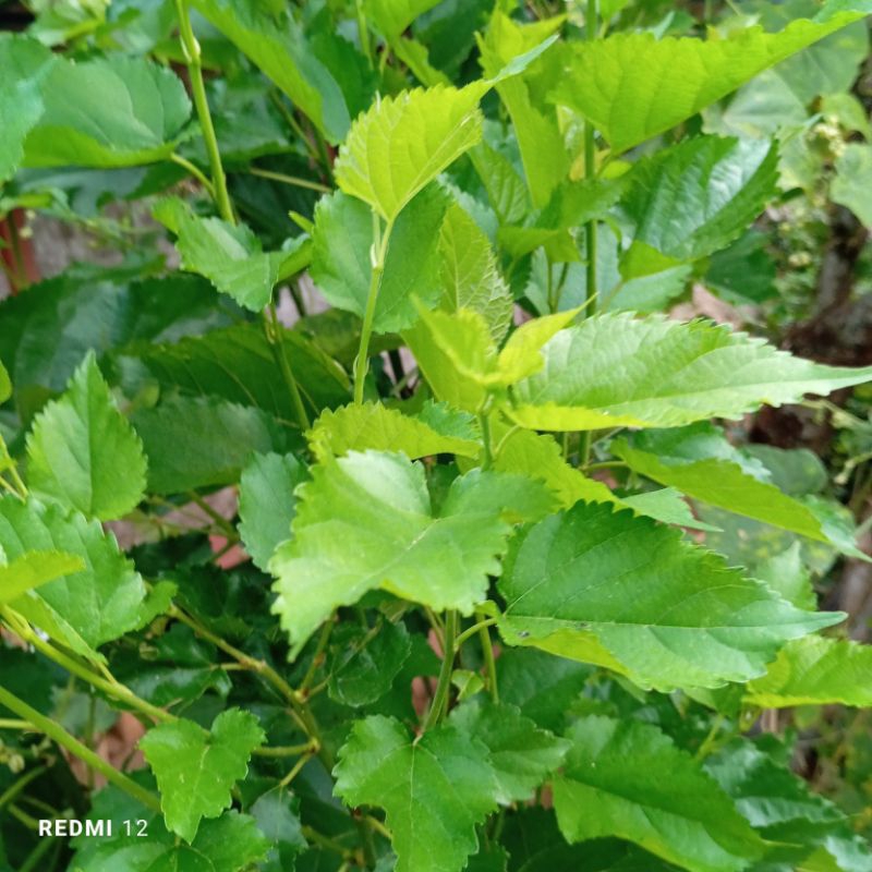 

DAUN MURBEI SEGAR PETIK LANGSUNG 1 kg