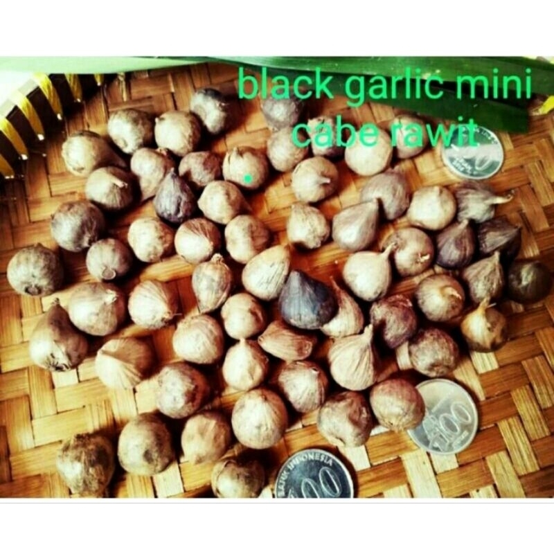 

Bawang Hitam Tunggal Black Garlic Mini Cabe Rawit