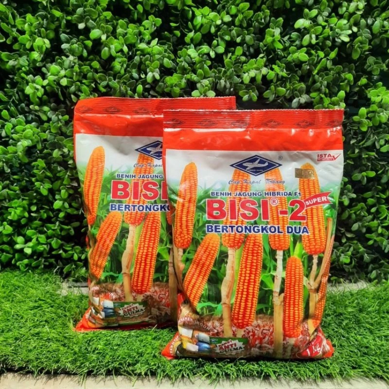 benih jagung bisi 2 / cap kapal terbang