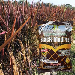 

Benih Padi Black Madras 1kg