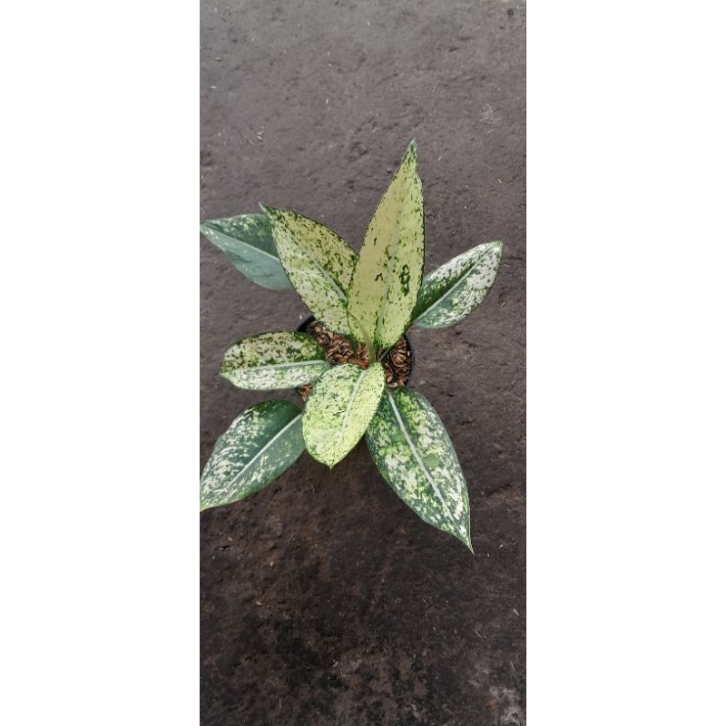 Aglonema Yellow Crown (Size Dewasa) (1)