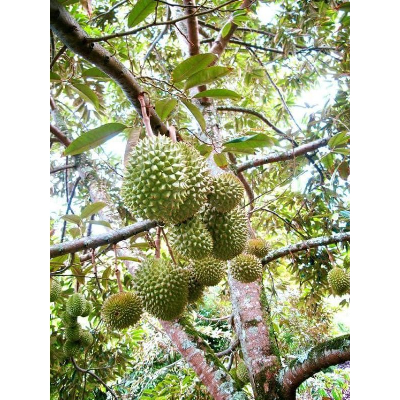 bibit Pohon Buah durian musang king kaki3 okulasi sambung pucuk