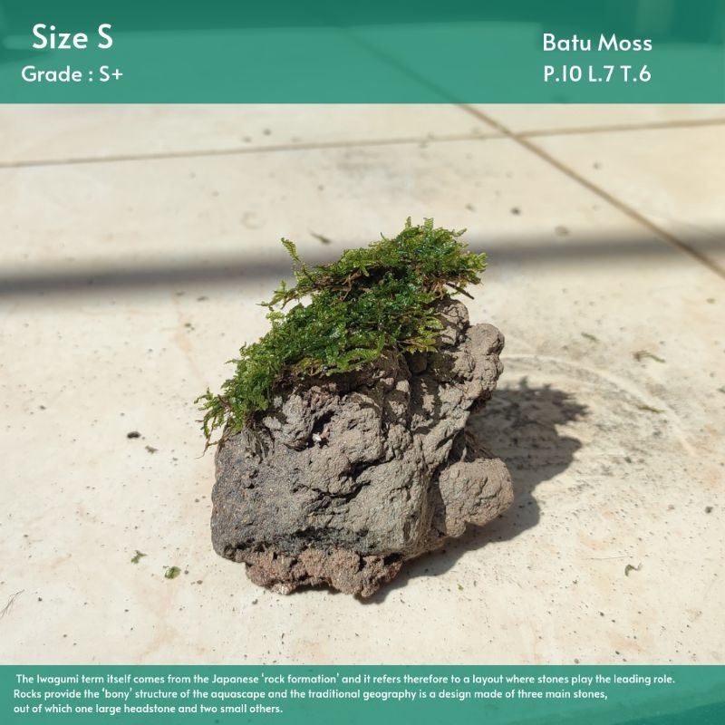 BATU MOSS HARDSCAPE |Hiasan Akuarium/ Aquascape/ Aquatic