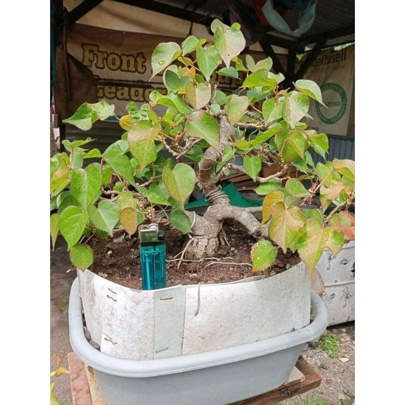 Tanaman hias bonsai waru wayang original