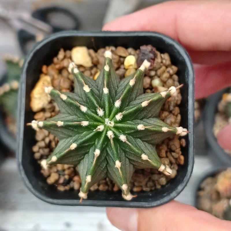 Gymno VOS Hybrid (LB x VOS) | Kaktus