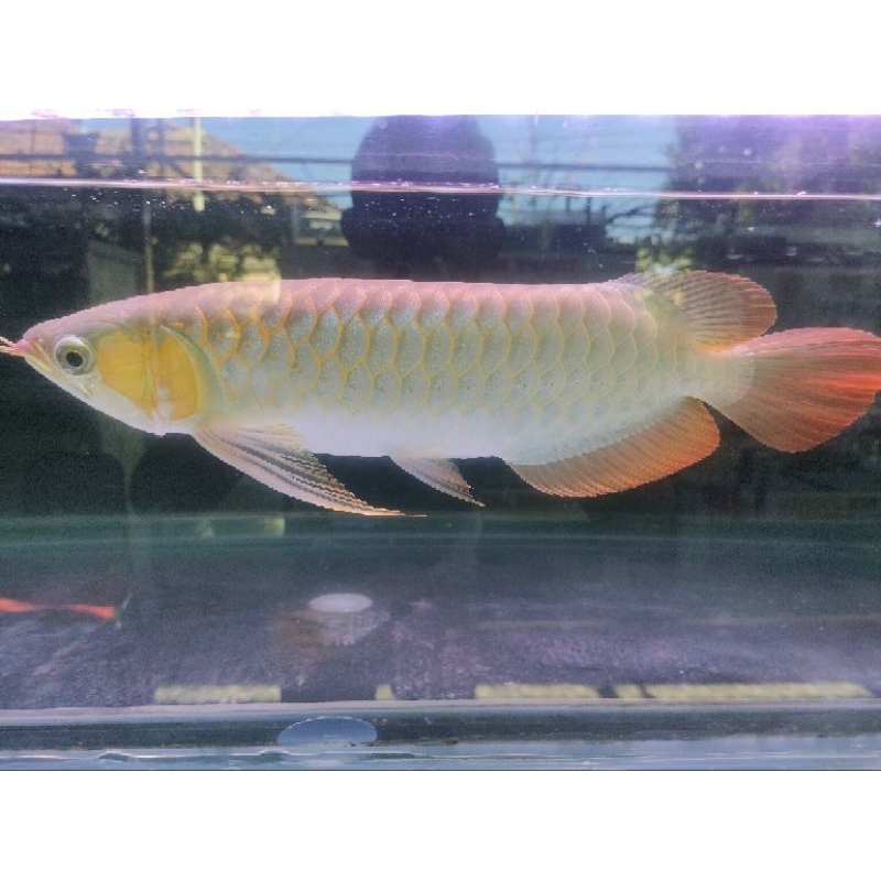 Ikan arwana super red ukuran 10-11cm